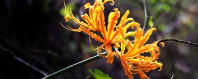忽地笑的花語(yǔ)是什么，死亡的愛、愛的非常痛苦是其花語(yǔ)