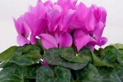 仙客來不開花如何處理，適當創(chuàng)造低溫條件有助于花朵開放