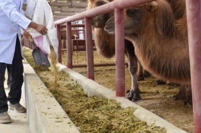 怎么選購(gòu)和使用濃縮飼料，勤購(gòu)少買(mǎi)正確配制飼喂
