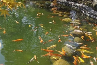 錦鯉池長黑青苔怎么辦，需要立刻將其撈出清理