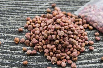 夏天種植菠菜如何處理種子，種植前需逐粒剝切種子果皮