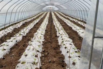 雙色地膜的好處，可保墑保肥、減輕蟲害等