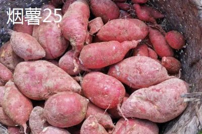 甜度高的紅薯品種，推薦以下5種