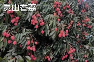 靈山荔枝品種，三月紅的成熟時(shí)間最早