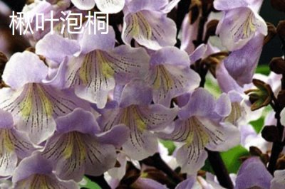 泡桐樹什么時候開花，一般3-4月開花
