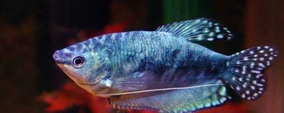 曼龍魚會不會吃蝦，動物性飼料是它們的主食