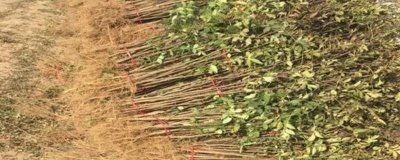哪里可以購(gòu)買花椒苗，建議選擇距離較近的苗木基地