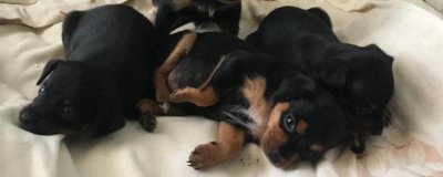 杜賓犬智商高嗎，在狗狗中排第5名