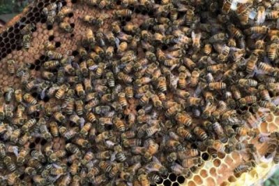 意蜂怎樣組織雙王群，先混淆兩群蜂的群味后再組成雙王群