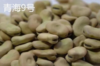 蠶豆的種植方法，播種前需浸種