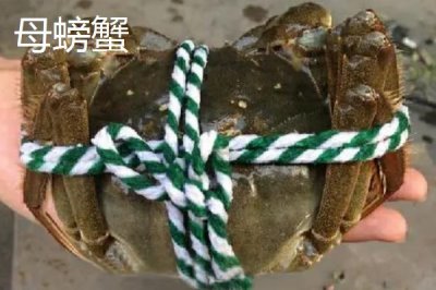 活蟹怎么保存時(shí)間長(zhǎng)，通常用水養(yǎng)起來(lái)比較好