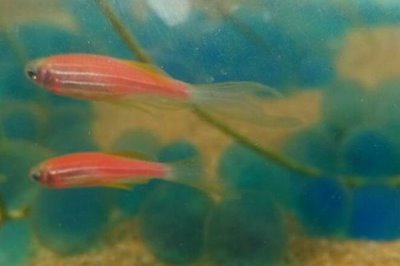 紅斑馬娃娃魚好不好養(yǎng)，飼養(yǎng)難度大不適合新手