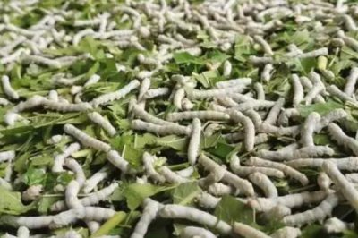 養(yǎng)蠶的方法，桑葉要保證新鮮無水