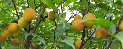 梅子黃時(shí)是指什么季節(jié)，會(huì)由于所處地理位置的不同而不同