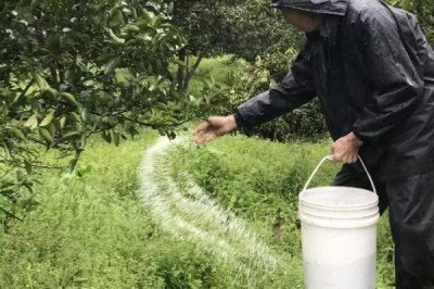 鈣鎂磷肥的使用方法，適合于作基肥深施