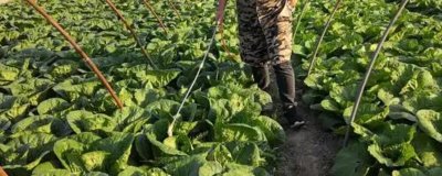 白菜長白斑打什么農(nóng)藥，嘧菌酯、苯醚甲環(huán)唑、嗯唑菌酮·霜脲氰等