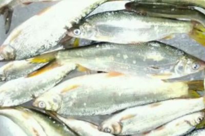 黃尾魚是什么魚，是中小型淡水魚類