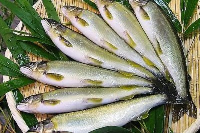野生香魚的市場價格，高達(dá)500元一斤