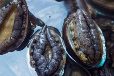 鮑魚幾頭鮑是什么意思，是指一斤能買到多少個(gè)鮑魚