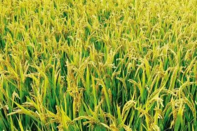 淳豐優(yōu)1028水稻種子特點(diǎn)，秧田畝播種量8～10公斤