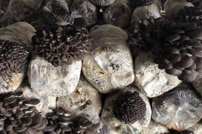 平菇的種植方法，早上和晚上都要給它噴灑水