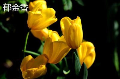 和女生第一次見(jiàn)面適合送什么花，可選擇郁金香、百合花等