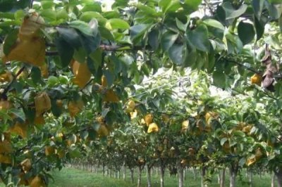 梨樹的種植密度，品種類型、大小、種植技術(shù)等決定種植密度