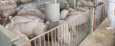 養(yǎng)豬需要辦理什么手續(xù)，農(nóng)村小型養(yǎng)豬場(chǎng)只需辦理個(gè)體工商戶《營(yíng)業(yè)執(zhí)照》