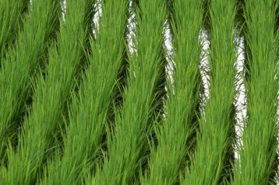 10香優(yōu)龍絲苗水稻品種的特性，全生育期晚稻115.3天