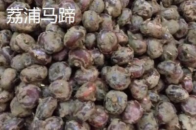 廣西省荔浦市的特產(chǎn)，荔浦馬蹄久負盛名