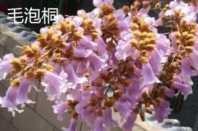 泡桐樹什么時候開花，一般3-4月開花