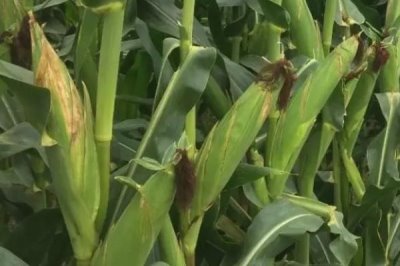 康村玉4號玉米種子簡介，中抗莖腐病
