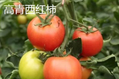 山東淄博高青縣的特產，高青黑?？诟絮r嫩價優(yōu)物美