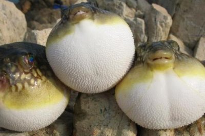 人工養(yǎng)殖的河豚有毒嗎，含有毒素但要少于野生品種
