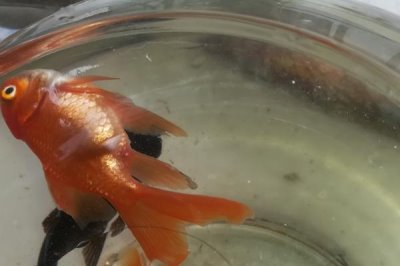 魚側(cè)翻了還在呼吸的原因及治療方法，可能是水中氧含量過低導(dǎo)致的