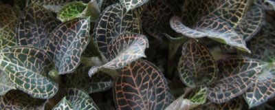 金線蓮的生長環(huán)境，常生長在土質(zhì)松散的潮濕地帶