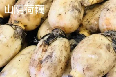 山西省山陰縣的特產(chǎn)，包括山陰油炸糕、山陰荷藕、山陰燕麥等種類