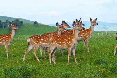 最輕巧的養(yǎng)殖業(yè)，梅花鹿養(yǎng)殖容易且產(chǎn)品暢銷