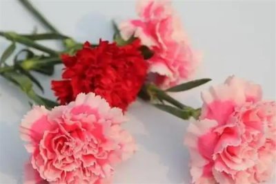 康乃馨的花語，寓意母愛之情、尊敬之情等