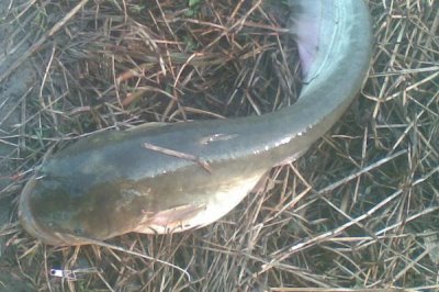 10號(hào)丸世鉤搭配什么魚線，可搭配2.0號(hào)子線、3.0號(hào)主線