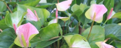 盆栽粉掌怎么養(yǎng)，喜濕怕旱且害怕強光