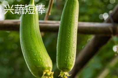 短棒形絲瓜品種有哪些，常見(jiàn)的有胖胖1號(hào)、牛奶2號(hào)、亞華短棒等