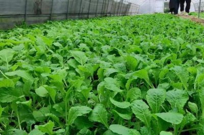 2019年種植蔬菜要考慮哪些因素，人工成本和價格是首要考慮的問題
