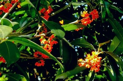 月月紅桂苗的價格，每株價格在5-20元左右