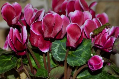 仙客來不開花如何處理，適當創(chuàng)造低溫條件有助于花朵開放