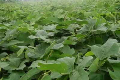 菜用葛根的種植前景，目前來看前景較廣闊