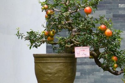 盆栽石榴樹(shù)幾年開(kāi)花結(jié)果，栽培的扦插苗三四年就可開(kāi)花結(jié)果