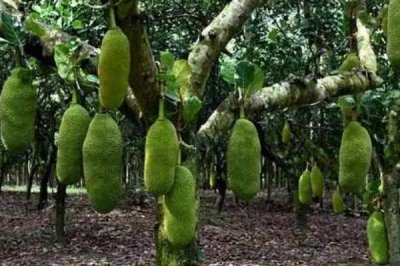 菠蘿蜜長(zhǎng)在哪里，長(zhǎng)在粗壯的樹干上