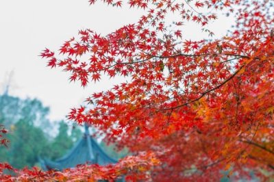 棲霞山紅葉幾月份觀賞最佳，11月中旬至12月中旬最好看