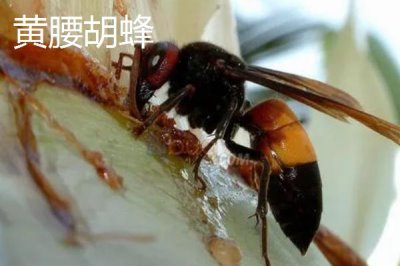 毒蜂的種類，常見以下10種